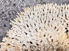 Vintage Huge 21  Natural White Coral Sea Shell Acropora Latistella Delicate