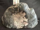 Kikuka Chrysanthemum Stone Pink White Double Bloom 2 5kg Hand Carved Stand Jp