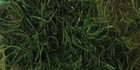 Quality Growers Preserved Spanish Moss 108 5 Cubic Inches-apple Green Qg1542