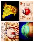 Antique Medical Illustration Human Eye Anatomical Chart Vintage Anatomy Poster