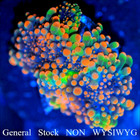 Corals Of Eden Non Wysiwyg Live Coral Frag  Godzilla Bounce Mushroom  5  