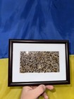 Real Cockroach Specimen Display Frame Dark Curiosity Cabinet Entomology Art