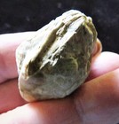 Blastoid Fossil- 1 1 2 - Pentremies  Mississippian- Merrill  Kentucky