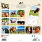Cows   2026 12x24   hanging  Monthly Square Wall Calendar   Plastic-free