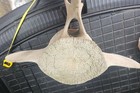 Giant Whale Vertebrae Fossilized 30  18 Pounds