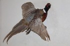 Flying Chinese Ringneck Pheasant Rooster Taxidermy Log Cabin Decor Mount Bird