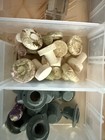 Reef Plugs For Live Coral Frag Propagation Great For Sps Lps Zoo Zoa  Several