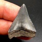 Nice Nc Great White Shark Tooth Fossil Sharks Teeth Fossils Ocean Ancient