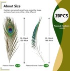 Ihufeather 20pcs Real Natural Peacock Feathers 10-12inch-20pcs-zh 