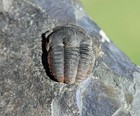 Trilobite Fossil  Ellipsocephalus Hoffi From The Czech Republic  1