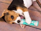Pet Dog Rubber Bone Chew Toys Teeth Cleaning Oral Toothbrush Aggressive Chewers