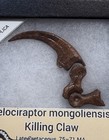 Velociraptor Claw W Finger Bones Replica Dinosaur Fossil Claw  Riker Box