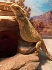 Live Large Superworms Reptile Feeders - Alive Large Mega Super Worms Pet Food