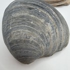 Assorted Natural Clam Shells Lot  Mixed Colors  Includes Painted Shell