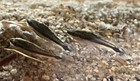 Cleaning Crew  8 Pack Otocinclus Catfish Algae Eater Usa Seller High Quality