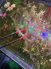 Rotala Mexicana 8 Plus Stems Buy 2 Get 1 Free Freshwater Aquarium Plants