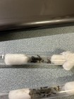 Camponotus Pennsylvanicus Ant Queen 1-5 Workers Live Feeder With Eggs