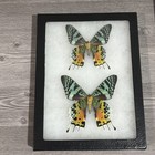 Lot Of 6 Real Framed Butterfly Specimen Taxidermy Monarch Sunset Moth Shadowbox
