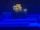 Og Bounce Mushroom Two On One Frag Plug Wysiwyg  zoa Lps Sps Acropora Montipora