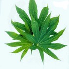100  Dried Whole Rare Castor Leaves Herbal Organicpremium Quality Natural Health