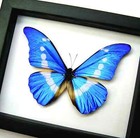 Real Framed Blue Morpho Butterfly Morpho Rhetenor Helena Taxidermy Classic Black