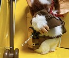 Jun Planning Gizmo Collection Doll Gremlins Plush Figure