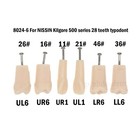 Fit Kilgore Nissin 200 500 Type Dental Replacement Screw-in Teeth Typodont Model