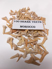 100 Genuine Authentic Wholesale Shark Tooth Fossils From Morocco  Eocene Age  