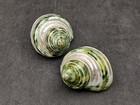 Banded Green Turbo Seashells Turbo Chrysostomus  2 Shells Approx  1 5  Inches 