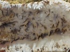 Dig-n-utah  Slab Graveyard Plume Agate Jasper Rough   L 368