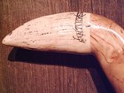 Walking Stick Cane Faux Scrimshaw Carved Tooth Handle Wood Shaft Cane Rubber Tip