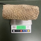  Petrified Wood Woodworthia Stigmaria Lycophytes Fossil Display Dimpled 11 25lbs