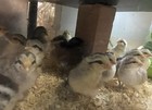Pure Gold And Silver Duckwing Phoenix Chicken Hatching Eggs
