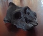 4 replica Fossil Hominid Black Skull Paranthropus Aethiopicus  australopithecus 