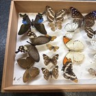 15 Real Butterfly Moth Display Taxidermy Double Glass Shadow Box Frame