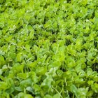 Biodiversity Food Plot Seed Mix     3 Lb  No Fillers  attracts Deer   Wildlife 