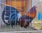 12 Blueface Hatch Gamefowl Chicken Hatching Eggs 