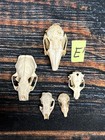 Real 5 Lot Animal Skulls Mink Mole Rabbit Pocket Gopher Mount Craft Unique Art