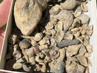 Over 100 Pennsylvanian Age Fossils Goniatite Gastropods Brachiopods Coral Etc
