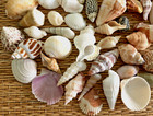 60  Mix Of Beautiful Small Sea Shells - Great For Crafting