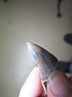 Squalodon Fossil Cetacean  Whale Tooth Megalodon Er Westmoreland County Virginia