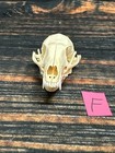 Real Grey Fox Unique Animal Mount Halloween Skull Art Craft Mountain Man Canine