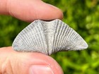 Canada Fossil Brachiopod Mucrospirifer Devonian Age Widder Formation