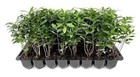 Wax Myrtle   2 Inch   Live Plants   Myrica Cerifera   Fast Growing Evergreen