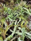 Large Lichen moss Assortment For Terrarium Fairy Garden Decor    free Shipping   