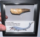 Framed Large Mosasaur Fossil Tooth Lot Dinosaur Era Marine Reptile One Per Order