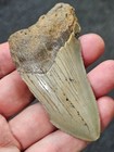 3 1 4 Authentic Prehistoric Megalodon  Fossil Shark Tooth Teeth Free Shipping 