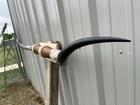 Mounted Steer Horns  5 Feet 2 1 2   longhorn Polished Mount Bull Cow