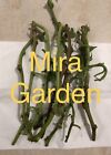13 Hawaii Okinawa Purple Sweet Potato Slips  no Roots No Leaves  Khoai Lang Tim