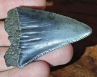 Jaws Size  Not Megalodon  Huge Real Prehistoric Great White Shark Tooth Fossil  